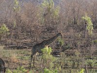 Marion, Romane South Africa 2014 (33 of 45) : KNP Pretoriuskop, Marion visit